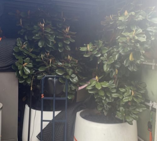 Sydney removalists helping tenants move between apartments efficiently